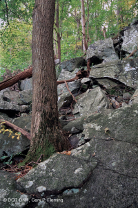 中阿巴拉契亞/皮埃蒙特低海拔豐富的巨石原森林 – CEGL 006471 中阿巴拉契亞/皮埃蒙特低海拔豐富的巨石原森林 – CEGL 006471