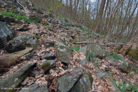 中阿巴拉契亞/皮埃蒙特低海拔豐富的巨石原森林 – CEGL 006471 中阿巴拉契亞/皮埃蒙特低海拔豐富的巨石原森林 – CEGL 006471