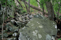 中阿巴拉契亞/皮埃蒙特低海拔豐富的巨石原森林 – CEGL 006471 中阿巴拉契亞/皮埃蒙特低海拔豐富的巨石原森林 – CEGL 006471