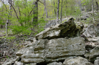 中央阿巴拉契亞山區富饒的博爾德菲爾德森林 – CEGL 008528 中央阿巴拉契亞山區富饒的博爾德菲爾德森林 – CEGL 008528