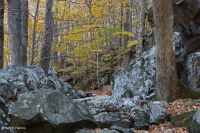 中央阿巴拉契亞山區富饒的博爾德菲爾德森林 – CEGL 008528 中央阿巴拉契亞山區富饒的博爾德菲爾德森林 – CEGL 008528