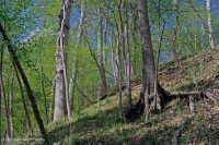 沿海平原乾燥鈣質森林 – CEGL 007748 沿海平原乾燥鈣質森林 – CEGL 007748