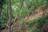 沿海平原乾燥鈣質森林 – CEGL 007748 沿海平原乾燥鈣質森林 – CEGL 007748