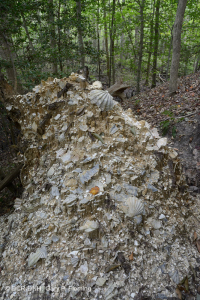 沿海平原乾燥鈣質森林 – CEGL 007748 沿海平原乾燥鈣質森林 – CEGL 007748