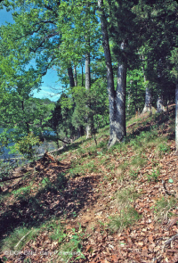 沿海平原乾燥鈣質森林 – CEGL 007748 沿海平原乾燥鈣質森林 – CEGL 007748