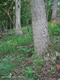 沿海平原乾燥鈣質森林 – CEGL 007748 沿海平原乾燥鈣質森林 – CEGL 007748