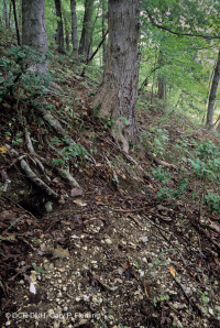 沿海平原乾燥鈣質森林 – CEGL 007748 沿海平原乾燥鈣質森林 – CEGL 007748