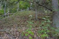 沿海平原乾燥鈣森林-CEGL 007748 沿海平原乾燥鈣森林-CEGL 007748