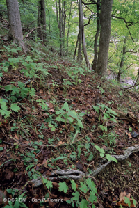 沿海平原乾燥鈣質森林 – CEGL 007748 沿海平原乾燥鈣質森林 – CEGL 007748