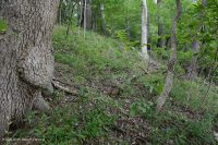 沿海平原乾燥鈣質森林 – CEGL 007748 沿海平原乾燥鈣質森林 – CEGL 007748