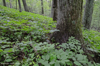 內皮埃蒙特/下藍嶺基本橡木-希科里森林 — CEGL 008514 內皮埃蒙特/下藍嶺基本橡木-希科里森林 — CEGL 008514