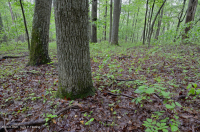 內皮埃蒙特/下藍嶺基本橡木-希科里森林 — CEGL 008514 內皮埃蒙特/下藍嶺基本橡木-希科里森林 — CEGL 008514