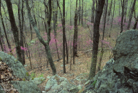 內皮埃蒙特/下藍嶺基本橡木-希科里森林 — CEGL 008514 內皮埃蒙特/下藍嶺基本橡木-希科里森林 — CEGL 008514