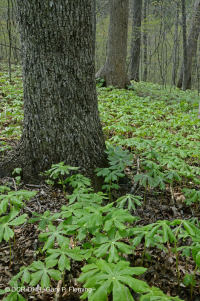 內皮埃蒙特/下藍嶺基本橡木-希科里森林 — CEGL 008514 內皮埃蒙特/下藍嶺基本橡木-希科里森林 — CEGL 008514