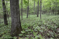 內皮埃蒙特/下藍嶺基本橡木-希科里森林 — CEGL 008514 內皮埃蒙特/下藍嶺基本橡木-希科里森林 — CEGL 008514