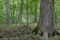 內皮埃蒙特/下藍嶺基本橡木-希科里森林 — CEGL 008514 內皮埃蒙特/下藍嶺基本橡木-希科里森林 — CEGL 008514