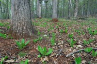 內皮埃蒙特/下藍嶺基本橡木-希科里森林 — CEGL 008514 內皮埃蒙特/下藍嶺基本橡木-希科里森林 — CEGL 008514