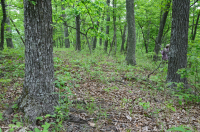 內皮埃蒙特/下藍嶺基本橡木-希科里森林 — CEGL 008514 內皮埃蒙特/下藍嶺基本橡木-希科里森林 — CEGL 008514