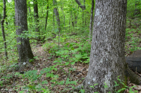 內皮埃蒙特/下藍嶺基本橡木-希科里森林 — CEGL 008514 內皮埃蒙特/下藍嶺基本橡木-希科里森林 — CEGL 008514