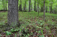 內皮埃蒙特/下藍嶺基本橡木-希科里森林 — CEGL 008514 內皮埃蒙特/下藍嶺基本橡木-希科里森林 — CEGL 008514