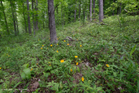 南皮埃蒙特基礎橡木-山核桃森林 — CEGL 007232 南皮埃蒙特基礎橡木-山核桃森林 — CEGL 007232