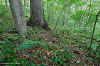 南皮埃蒙特基礎橡木-山核桃森林 — CEGL 007232 南皮埃蒙特基礎橡木-山核桃森林 — CEGL 007232