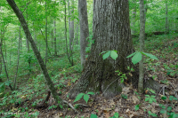 南皮埃蒙特基礎橡木-山核桃森林 — CEGL 007232 南皮埃蒙特基礎橡木-山核桃森林 — CEGL 007232