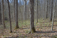 南皮埃蒙特基礎橡木-山核桃森林 — CEGL 007232 南皮埃蒙特基礎橡木-山核桃森林 — CEGL 007232