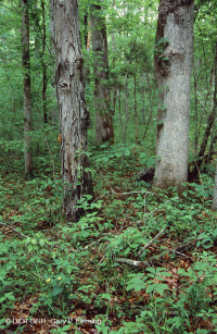 南皮埃蒙特基礎橡木-山核桃森林 — CEGL 007232 南皮埃蒙特基礎橡木-山核桃森林 — CEGL 007232