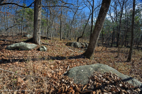 北方硬盤基礎橡木-山核桃森林 — CEGL 006216 北方硬盤基礎橡木-山核桃森林 — CEGL 006216
