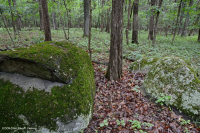 北方硬盤基礎橡木-山核桃森林 — CEGL 006216 北方硬盤基礎橡木-山核桃森林 — CEGL 006216