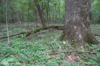 北方硬盤基礎橡木-山核桃森林 — CEGL 006216 北方硬盤基礎橡木-山核桃森林 — CEGL 006216