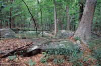 北方硬盤基礎橡木-山核桃森林 — CEGL 006216 北方硬盤基礎橡木-山核桃森林 — CEGL 006216