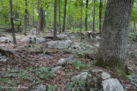 北方硬盤基礎橡木-山核桃森林-CEGL 006216 北方硬盤基礎橡木-山核桃森林-CEGL 006216