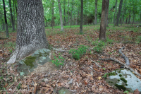 北方硬盤基礎橡木-山核桃森林 — CEGL 006216 北方硬盤基礎橡木-山核桃森林 — CEGL 006216