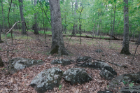 北方硬盤基礎橡木-山核桃森林 — CEGL 006216 北方硬盤基礎橡木-山核桃森林 — CEGL 006216