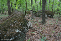 北方硬盤基礎橡木-山核桃森林 — CEGL 006216 北方硬盤基礎橡木-山核桃森林 — CEGL 006216