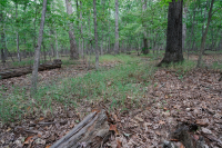 北方硬盤基礎橡木-山核桃森林 — CEGL 006216 北方硬盤基礎橡木-山核桃森林 — CEGL 006216