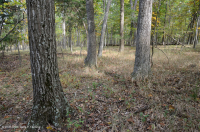 北方硬盤基礎橡木-山核桃森林 — CEGL 006216 北方硬盤基礎橡木-山核桃森林 — CEGL 006216