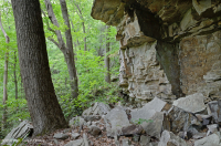 南阿巴拉奇山脈混合橡樹森林(北部紅橡木-栗橡樹副型)— CEGL 004817 南阿巴拉奇山脈混合橡樹森林(北部紅橡木-栗橡樹副型)— CEGL 004817