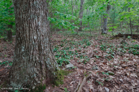 南阿巴拉奇山脈混合橡樹森林(北部紅橡木-栗橡樹副型)— CEGL 004817 南阿巴拉奇山脈混合橡樹森林(北部紅橡木-栗橡樹副型)— CEGL 004817