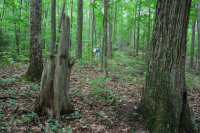 南阿巴拉奇山脈混合橡樹森林(北部紅橡木-栗橡樹副型)— CEGL 004817 南阿巴拉奇山脈混合橡樹森林(北部紅橡木-栗橡樹副型)— CEGL 004817