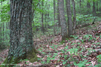 南阿巴拉奇山脈混合橡樹森林(北部紅橡木-栗橡樹副型)— CEGL 004817 南阿巴拉奇山脈混合橡樹森林(北部紅橡木-栗橡樹副型)— CEGL 004817