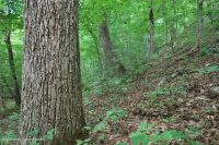 中部阿帕拉契亞乾梅西克栗子橡樹-北部紅橡樹森林 — CEGL 006057 中部阿帕拉契亞乾梅西克栗子橡樹-北部紅橡樹森林 — CEGL 006057