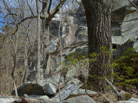 中部阿帕拉契亞乾梅西克栗子橡樹-北部紅橡樹森林 — CEGL 006057 中部阿帕拉契亞乾梅西克栗子橡樹-北部紅橡樹森林 — CEGL 006057