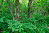 中阿巴拉契山橡樹-山核桃森林(豐富類型)— CEGL 008518 中阿巴拉契山橡樹-山核桃森林(豐富類型)— CEGL 008518