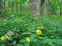 中阿巴拉契山橡樹-山核桃森林(豐富類型)— CEGL 008518 中阿巴拉契山橡樹-山核桃森林(豐富類型)— CEGL 008518