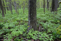 中阿巴拉契山橡樹-山核桃森林(豐富類型)— CEGL 008518 中阿巴拉契山橡樹-山核桃森林(豐富類型)— CEGL 008518
