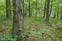 中阿巴拉契山橡樹-山核桃森林(豐富類型)— CEGL 008518 中阿巴拉契山橡樹-山核桃森林(豐富類型)— CEGL 008518