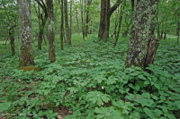 中阿巴拉契山橡樹-山核桃森林(豐富類型)— CEGL 008518 中阿巴拉契山橡樹-山核桃森林(豐富類型)— CEGL 008518